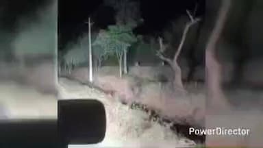 ಹನೂರು: ಹೊಸದೊಡ್ಡಿ ರಸ್ತೆಯಲ್ಲಿ ಜೋಡಿ ಚಿರತೆ ಪ್ರತ್ಯಕ್ಷ- ವೀಡಿಯೋ ವೈರಲ್