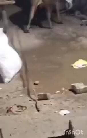 सिकंंदराबाद: सिकंदराबाद देवी मंदिर गेट के पास घर में घुसे सांड ने कई वाहनों को किया क्षतिग्रस्त