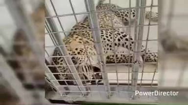 ಹನೂರು: ತಾಳುಬೆಟ್ಟದಲ್ಲಿ ಸೆರೆಯಾದ ಚಿರತೆ ಮೈಸೂರಿಗೆ ರವಾನೆ- ಹಲ್ಲು, ಉಗುರು ಸುರಕ್ಷಿತ