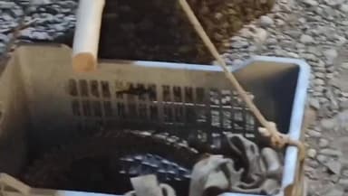 વંથળી: કેશોદ હાઇવે પર લકકી ધાબામાં ગત મોડીરાત્રે મગરનું બચ્ચું દેખાતા અફરાતફરીનો માહોલ સર્જાયો,વનવિભાગની ટીમે રેસ્ક્યુ કર્યું