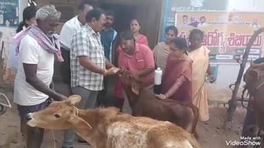 గజపతినగరం: పశువుల ఆరోగ్య పరిరక్షణ పట్ల పాడి రైతులు శ్రద్ధ పెంచాలి: నరవలో పశుసంవర్ధక శాఖ ఏడి డాక్టర్ రెడ్డి కృష్ణ