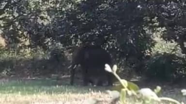 कवर्धा: झुंड से भटककर रहवासी इलाकों तक पहुँचा जंगली हाथी, क्षेत्र में दहशत, वन विभाग की सतत निगरानी