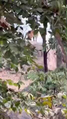 कुरई: पेंच टाइगर रिजर्व में सफारी के दौरान पर्यटकों को दिखा घायल तेंदुआ, वीडियो आया सामने