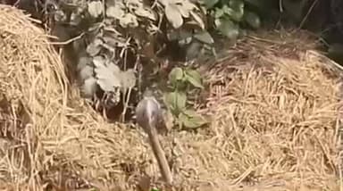 चकिया: भटरौल में सर्प और नेवले की लड़ाई देखने के लिए मौके पर लगी भीड़, वीडियो सोशल मीडिया पर हुआ वायरल