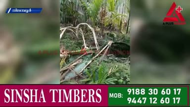 മൂത്തേടം - നമ്പൂരിപ്പൊട്ടി ഭാഗത്ത് കാട്ടാനകൾ വ്യാപകമായി കൃഷി നശിപ്പിച്ചു
