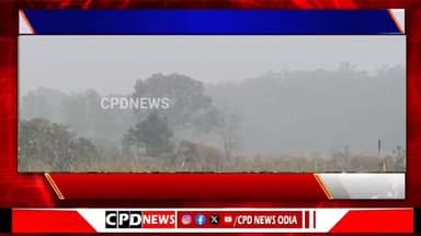 ହାତୀ ଉପଦ୍ରବ ଯୋଗୁଁ ଭୟରେ ଗ୍ରାମବାସୀ, ଚାଷୀଙ୍କ ଆର୍ଥିକ ମେରୁଦଣ୍ଡ ଭାଙ୍ଗୁଛନ୍ତି ହାତୀପଲ #CPDnews #chhendipada #AngulDistrict #elefa...