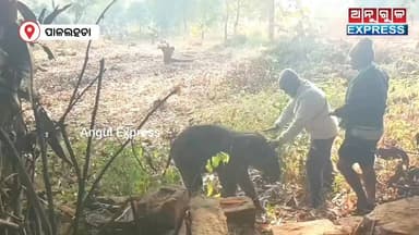 ପାଳଲହଡା : ହରିପୁର ଗାଁରେ ମାଛ ଜାଲରେ ଫସିଲା ହାତୀ ଛୁଆ, ଉଦ୍ଧାର କଲା ସ୍ଥାନୀୟ ବନ ବିଭାଗ। #angul #angulexpress #elephant