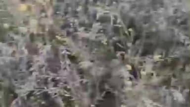 पीसांगन: गोविंदगढ़ में पाले का कहर, फसलों पर जमी बर्फ से किसान चिंतित