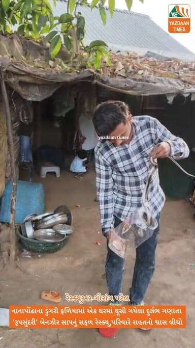 નાનાપોંઢાના ડુંગરી ફળિયામાં એક ઘરમાં ઘૂસી ગયેલા દુર્લભ ગણાતા 'રૂપસુંદરી' બેનઝીર સાપનું સફળ રેસ્ક્યુ, પરિવારે રાહતનો શ્વા...