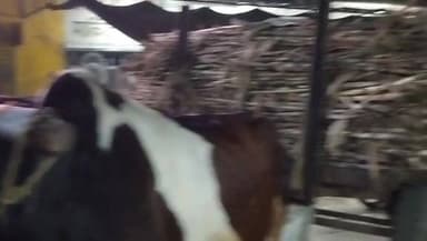 भूतनाथ रेलवे फाटक गोला।
ओवर हाइट होने के चलते फाटक पर फसी ट्राली।
#लखीमपुरखीरी