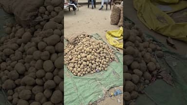 आज का आलू का भाव चकरपुर मंडी कानपुर से #aalukabhav