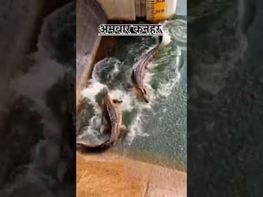 अमवार कनहर #india #khabartamariindia #motivation #facts #khabartamariindia #motivation #ख़बर1इंडिया