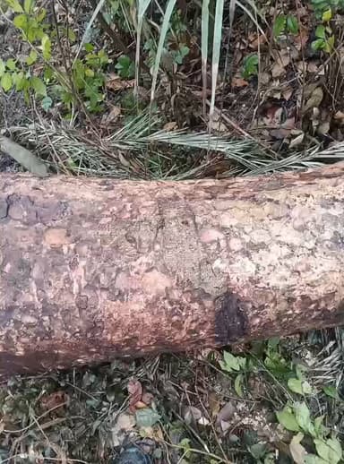 बहराइच में हरे-भरे पेड़ों की कटाई पर हंगामा, वन विभाग की भूमिका पर उठे सवाल
बहराइच।
जनपद बहराइच के जरवल ब्लॉक अंतर्गत जर