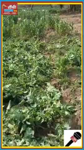 Palamu Police Action 2026 | Forest Land पर 03 Acre अ*फीम की खेती नष्ट | Panki Ra*id
#PalamuPolice #Panki #DrugFree