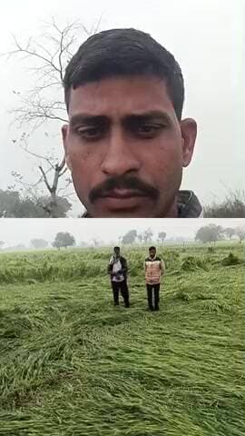 भूपेंद्र यादव ग्राम खड़पुरा तहसील करैरा जिला शिवपुरी मध्य प्रदेश ओल से नुकसान होने के कारण फसल खत्म हो चुकी है सरकार हैं