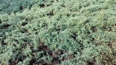 क्षेत्र में विगत रात्रि वर्षा के साथ ओल
जावर क्षेत्र मेंओलावृष्टि ग्रामों में तहसीलदार ओमप्रकाश चोरमा निरीक्षण करते हुए।