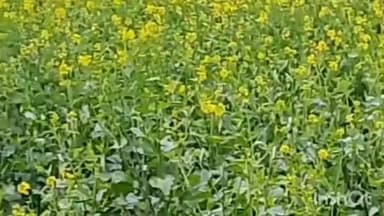 रामसनेही घाट: दरियाबाद रामसनेहीघाट सहित क्षेत्र में बूंदाबांदी से आलू और सरसों की फसल को नुकसान की आशंका, किसानों ने जताई चिंता