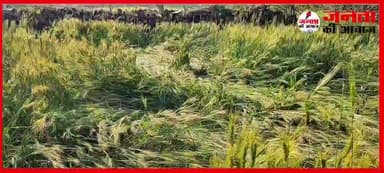 आंधी तूफान के साथ हुई भारी बारिश और ओलावृष्टि से किसानों की फसल हुई नष्ट #bamori #guna #fatehgarh #mp #kisan