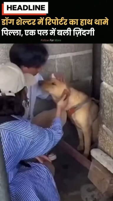 ग्वालियर में भावुक कर देने वाला पल! रिपोर्टर का हाथ थामकर रोने लगा पिल्ला, फिर एक फैसले ने बदल दी दोनों की किस्मत
#Gwali...
