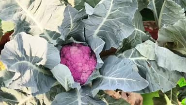 বেগুনি কফির সমাহার