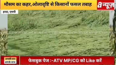 हरदा जिले के #ग्रामीण इलाकों में #ओलावृष्टि से #चना, #मक्का और गेहूं की #फसल में भारी नुकसान,
#Hailstorm in #rural area...