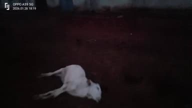 शिवपुरी जिले के थारखेड़l की गोसाला का हाल है ये