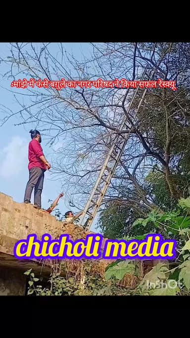 पतंगबाजी का शौक बेजुबानों पर भारी: मांझे में फंसे बगुले का नगर परिषद ने किया सफल रेस्क्यू
