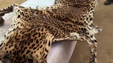 মাটিয়া: কৃষ্ণাইৰ পাইকানত বাঘৰ ছাল সহ তিনি সৰবৰাহকাৰীক আটক