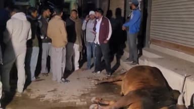 लूनकरनसर: मुख्य बाजार में करंट लगने से दो गौवंश की मौत हुई