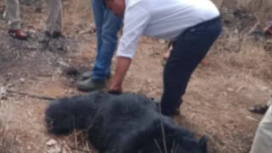 ಕೂಡ್ಲಿಗಿ: ಅಪರಿಚಿತ ವಾಹನ ಡಿಕ್ಕಿ ಕ್ಯಾಸನ ಕೆರೆ ಬಳಿ ಕರಡಿ ಸಾವು