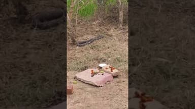 सड़क किनारे सांप दिखने से मची हलचल, आस्था से जोड़कर लोगों ने शुरू की पूजा