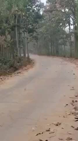 ତୁରୁମୁଙ୍ଗା: ପାଟଣା ରେଞ୍ଜ ସରାଶପଶି ଗାଁ ଜଙ୍ଗଲ ରେ ତିନି ଟିକିଏ ହାତୀପଲ