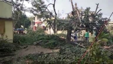 पचपहाड़: पचपहाड़ तहसील कार्यालय में परिंदों के बैठने पर तहसीलदार ने कटवाए 40 साल पुराने पेड़