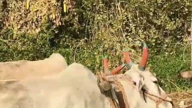 बोदवड: दहिगाव शेत शिवारात गव्हाच्या पिकातून बैलगाडी नेऊ नका अशा बोलण्याच्या रागातून महिलेला मारहाण, यावल पोलीस ठाण्यात तक्रार