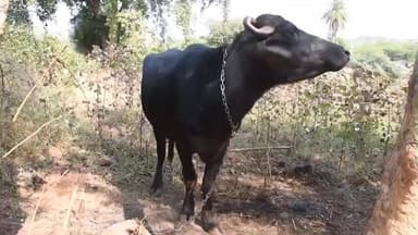 ખેડબ્રહ્મા: ખેડબ્રહ્માના ઉંબોરાના વિધવા મહિલા લીલાબેનને દુધારી ભેંસ મળતા બાળકોમાં પોષણ અને રોજગારીની ચિંતા દૂર થઈ