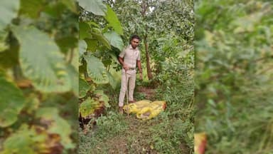 ଭଟଲି: ଜଗତିପାଲି ନିକଟରୁ ବିପୁଳ ପରିମାଣରେ ମହୁଲପୋଚ ଓ ରନ୍ଧା ମଦ ଜବତ କଲା ଭଟଲି ଅବକାରୀ ବିଭାଗ