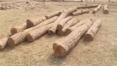 ରାଜଗାଙ୍ଗପୁର: ଉନ୍ନୟନ କାର୍ଯ୍ୟ ପାଇଁ ଅବାଧ ଗଛକଟା କୁ କୁଲସର ଗ୍ରାମବାସୀ ଙ୍କ ବିରୋଧ