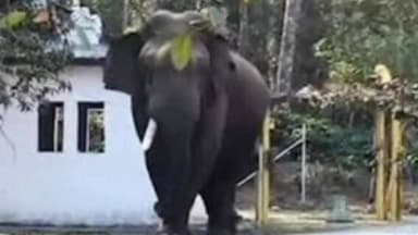 ಬೇಲೂರು: ಬಿಕ್ಕೋಡು ಗ್ರಾಮದ ಮನೆಯಂಗಳಕ್ಕೆ ಎಂಟ್ರಿ ಕೊಟ್ಟ ಕಾಡಾನೆ ಭೀಮಾ