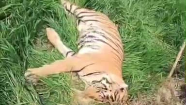 मैनाटांड़: मानपुर में मृत बाघ के शव का मंगुराहा में हुआ पोस्टमार्टम
