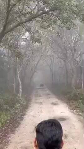 कलीनगर: पीलीभीत टाइगर रिजर्व में सफारी के दौरान भालू का पीछा करते हुए पर्यटकों की गाड़ी के सामने आए तीन बाघ