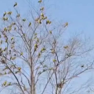 मालाखेड़ा: सरिस्का बाघ अभ्यारण में हरे तोते बने लोगों के आकर्षण का केंद्र, हजारों की संख्या में तोता देखने से लोगों में बना कोतुहल