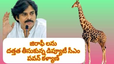 జిరాఫీలను దత్తత తీసుకున్న డిప్యూటీ సీఎం పవన్ కల్యాణ్