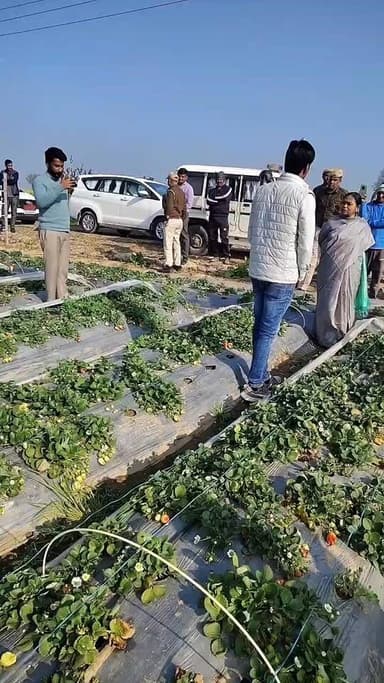 जयपुर संभागीय आयुक्त व कोटपूतली बहरोड जिला कलेक्टर पहुंची बहरोड के खेतों में निरीक्षण करने