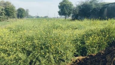 किशनगढ़ बास में 3 दिन से कड़ाके की ठंड, सब्जी की फसले सबसे ज्यादा हो रही प्रभावित