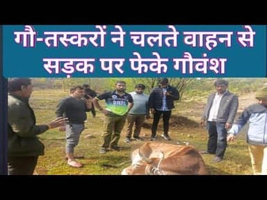 गौ-तस्करों ने चलते वाहन से सड़क पर फेके गौवंश