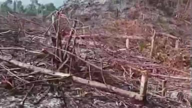 কদম: কাকৈ বন খণ্ডৰ বোকানলা বৰশিলত প্ৰায় ১০ হেক্টৰ বন ভূমিত গছ কাটৰ বিৰুদ্ধে ব্যৱস্থা গ্ৰহণৰ দাবী জিলা টাইপাৰ