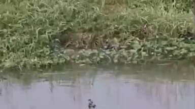 సంపర కాలువలో దర్శనమిచ్చిన అరుదైన నీటి కుక్కలు