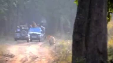 लखीमपुर खीरी- दुधवा नेशनल पार्क में उस वक्त पर्यटक रोमांचित हो उठे जब उन्होंने घूमते एक बाघ को बेहद नज़दीक से देख लिया।