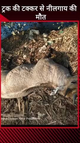 मवाना: मवाना के किला रोड पर ट्रक की टक्कर से नीलगाय की मौत, ग्रामीणों ने वन विभाग को दी दुर्घटना की सूचना