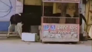 सैदपुर: उपद्रवी सांड़ों का आतंक जारी, मुख्य सड़क पर आपस में लड़ते हुए आवारा सांड़ों ने मिठाई की दुकान को तहस-नहस किया